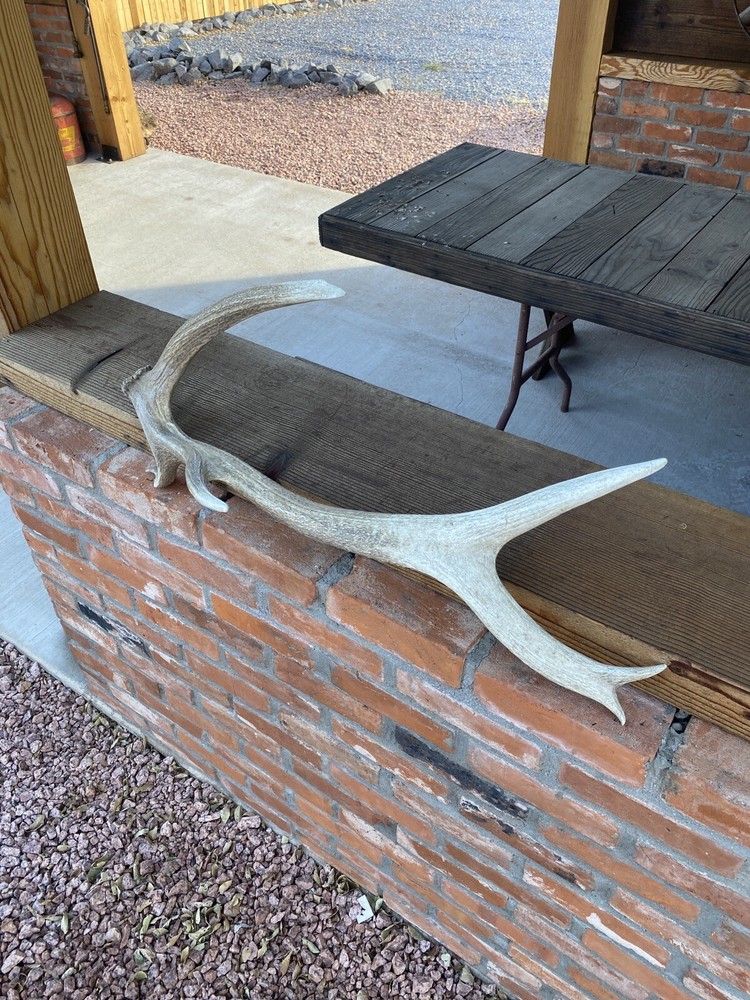 Unique “Freak” Elk Shed ~ Antler