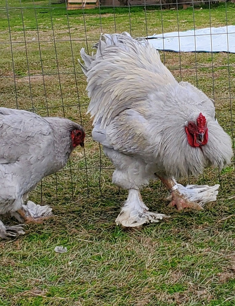 8+ Lavender Brahma Hatching Eggs