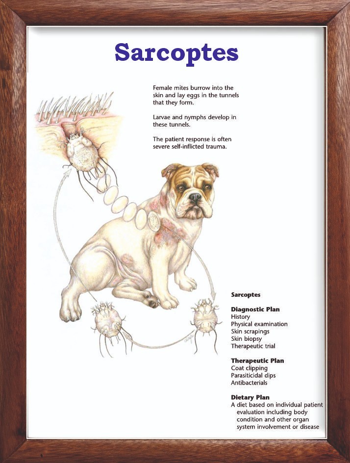 Sarcoptes Chart 12x18 inches