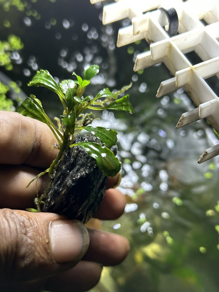 Assorted Bucephalandra Rhizomes