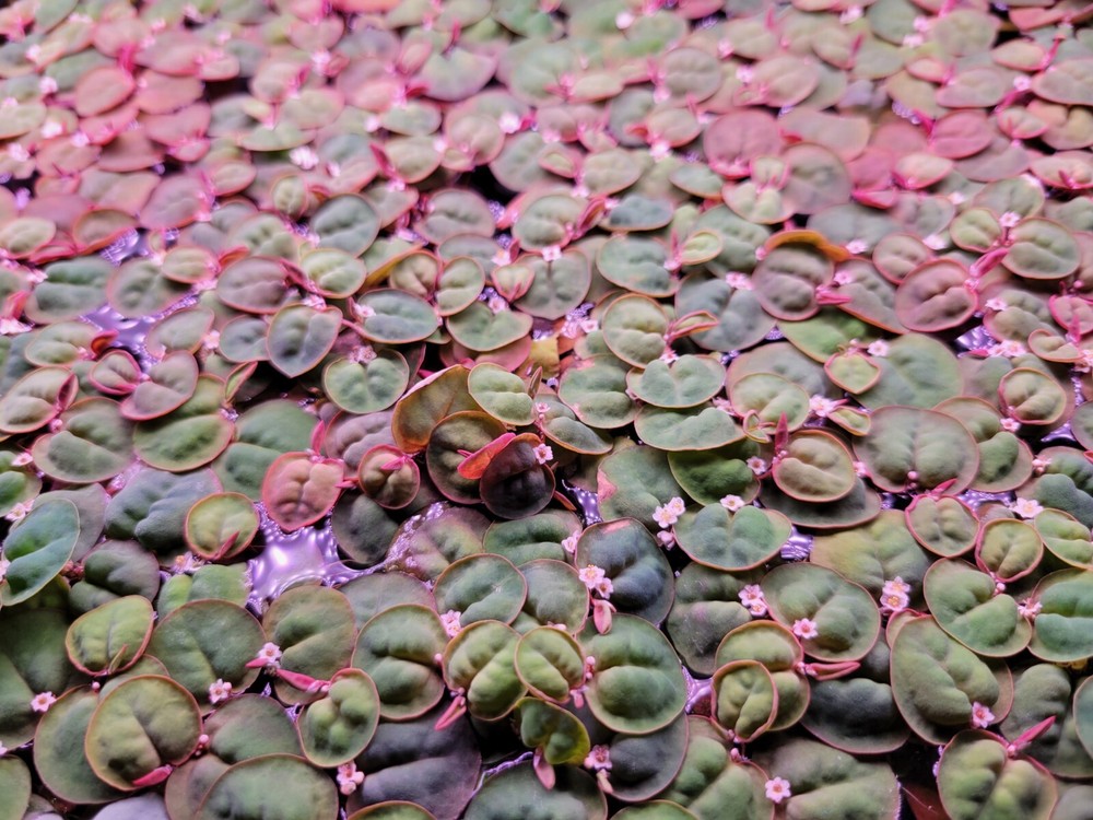 Red Root Floater (Phyllanthus Fluitans) - 5 Pack