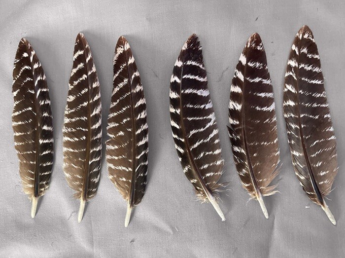 Grade #1 Wild Turkey Thumb Feathers