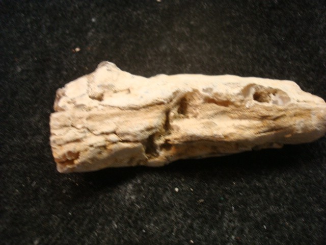 petrified wood lot 5 pieces