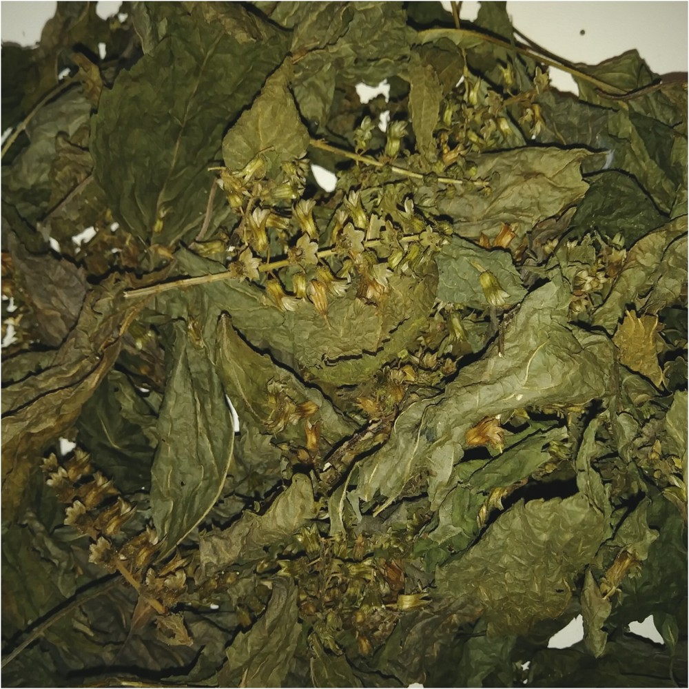 Perilla Mint Leaf Herb Wild Crafted For Rituals 1/2 Oz.