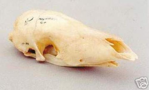 Malayan PANGOLIN  SKULL   REPLICA