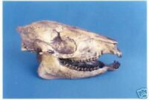 MESOHIPPUS   SKULL REPLICA