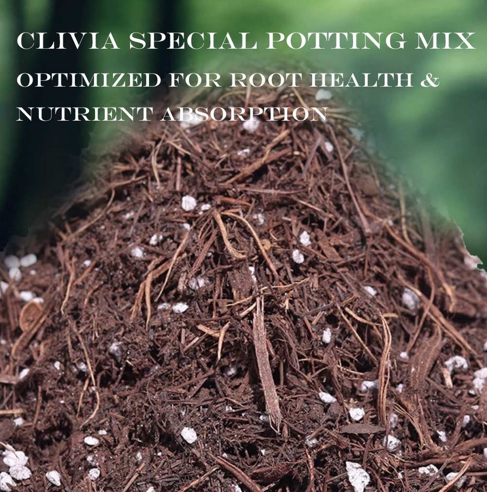 Special Nutrient Soil for Clivia Potting Soil Mix, Custom Blend for Growing