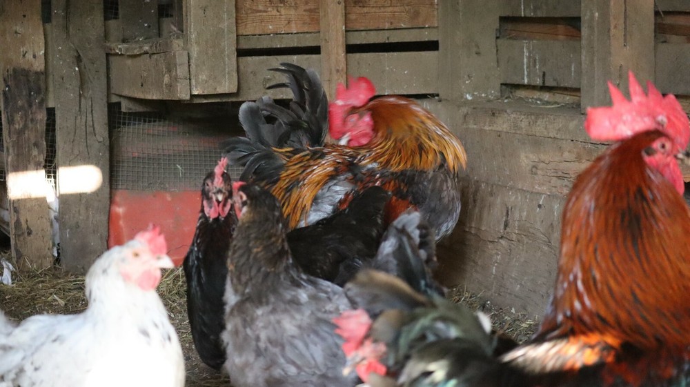 5+ Blue Black Splash (BBS) Marans Hatching Eggs | TN NPIP CERTIFIED