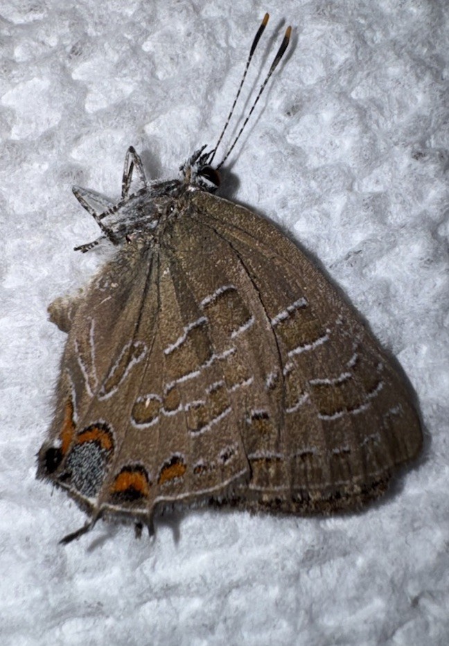 JS - STRIPED HAIRSTREAK - Satyrium liparops 4