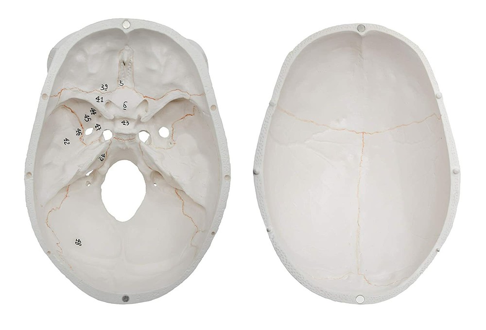 Life Size Numbered Human Skull Model 3 Parts Anatomical Model Teaching Model