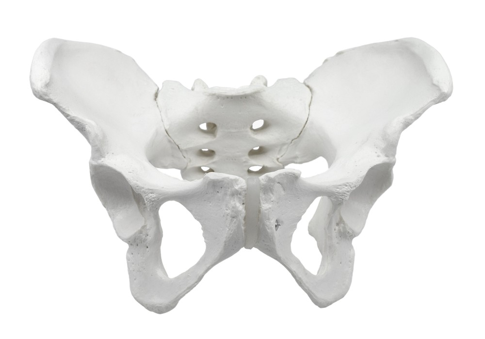 Eisco Labs Human Female Pelvis Model - Life Size 3D Rendering