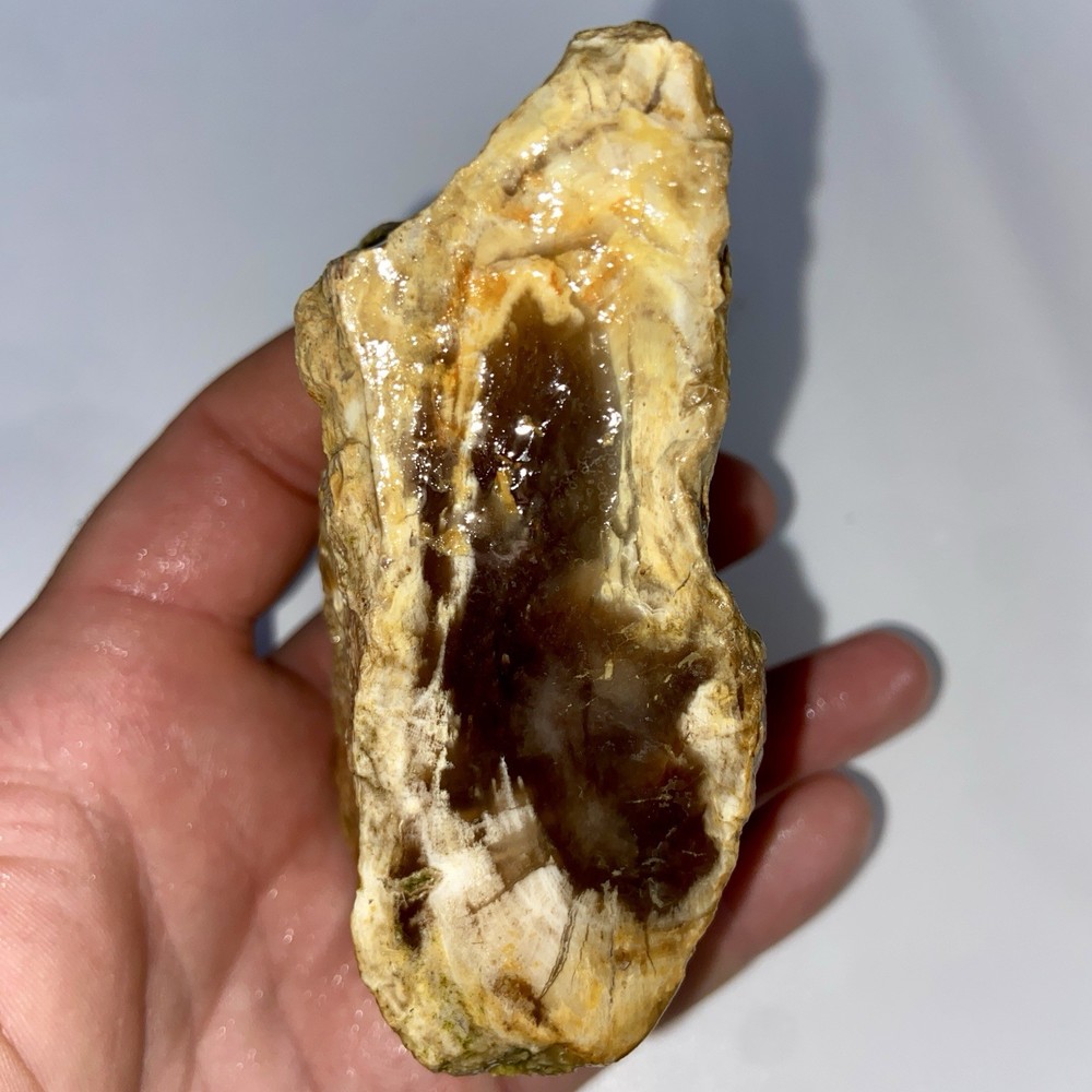 Unique Petrified Wood Lapidary Rough 13.53 Oz