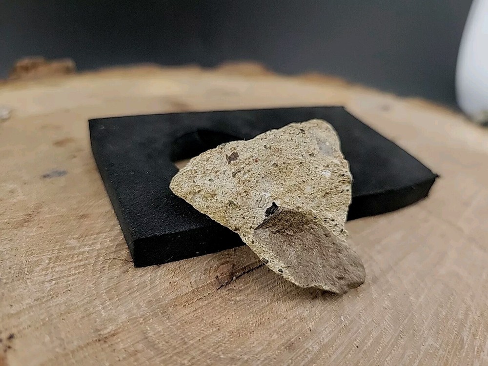 Real Dinosaur Fossilized Tooth Jaw Bone Piece Connected
