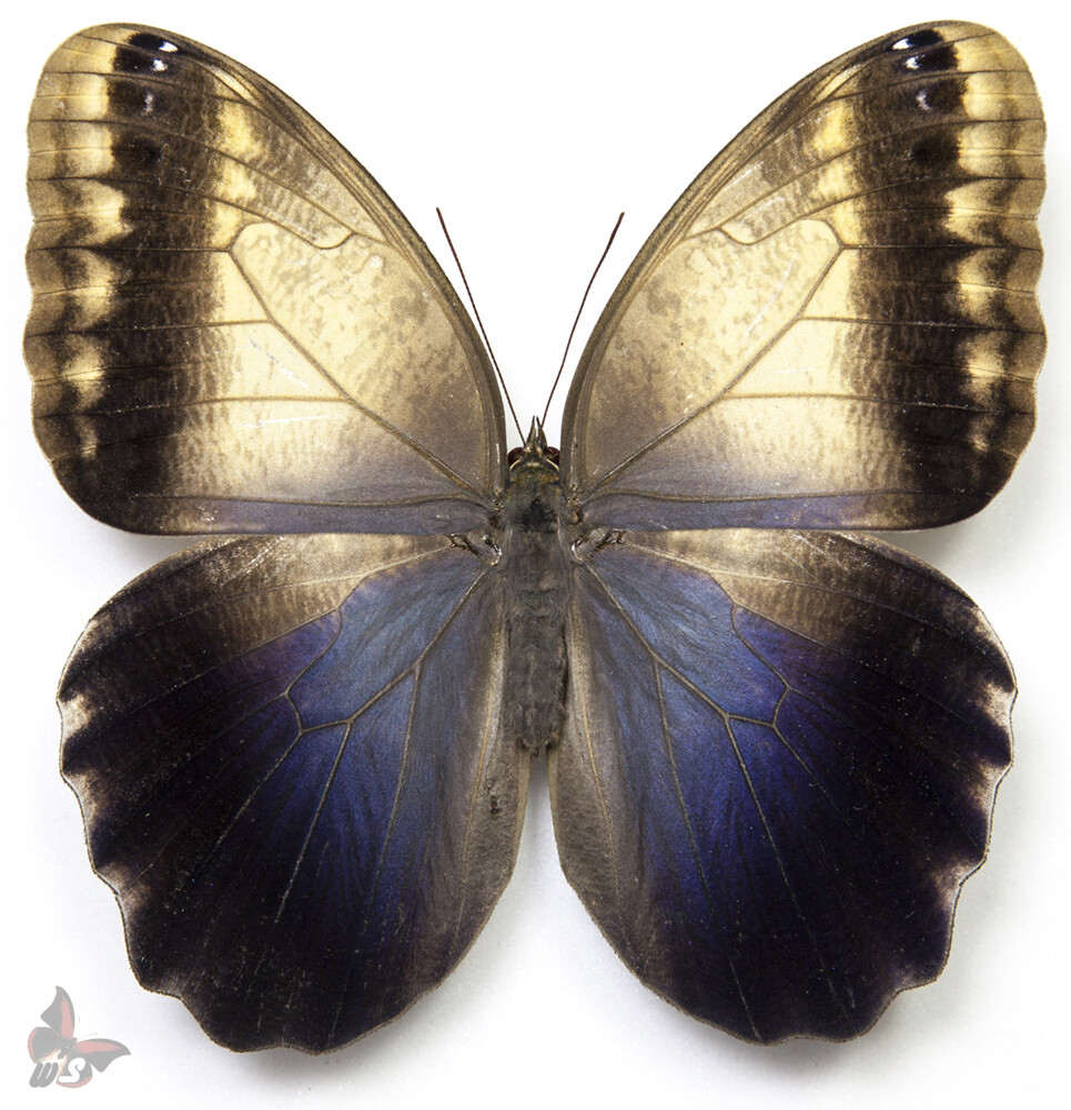 Caligo telamonius-Female, UNMOUNTED butterfly