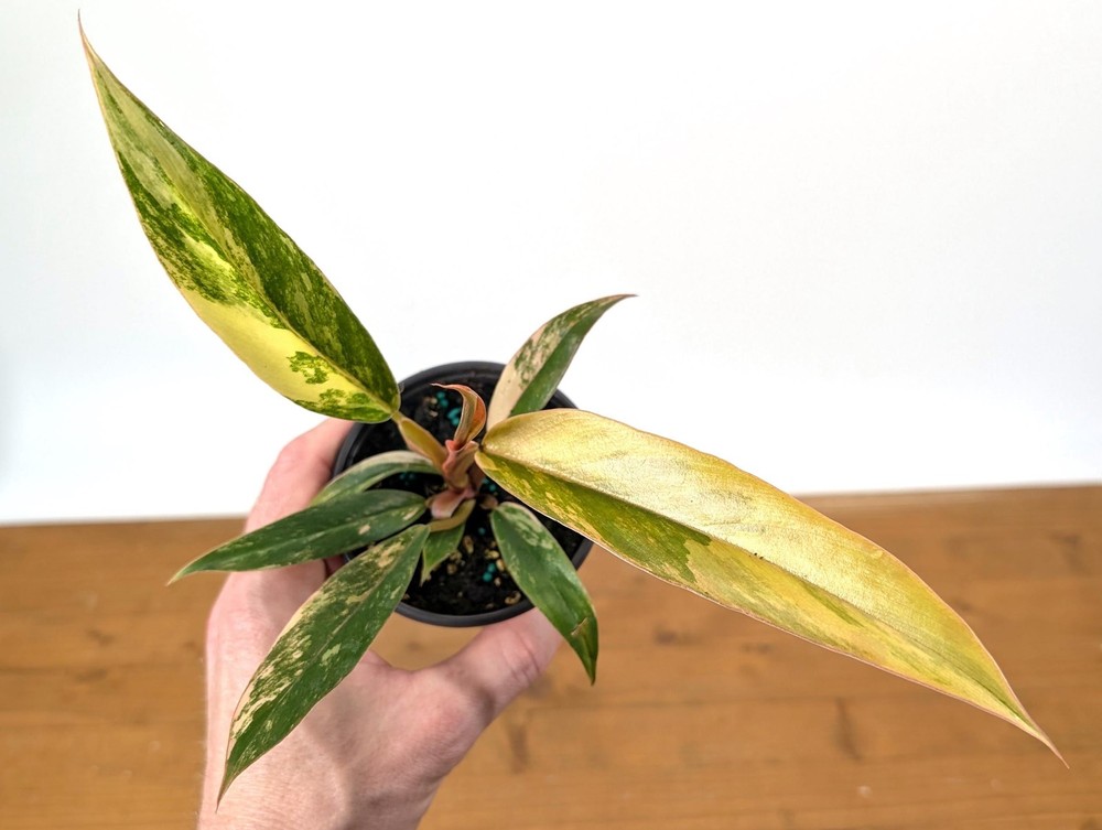 Philodendron Caramel Marble | 4 inch pot