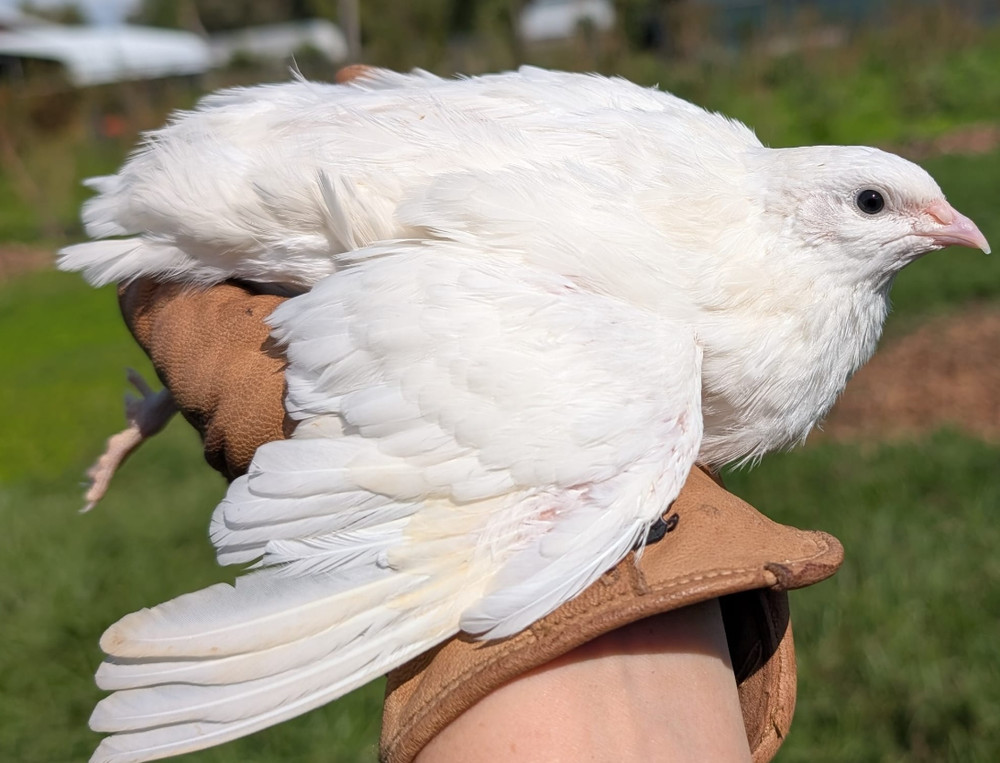 110 ++ Rainbow Coturnix Quail Hatching Eggs NPIP