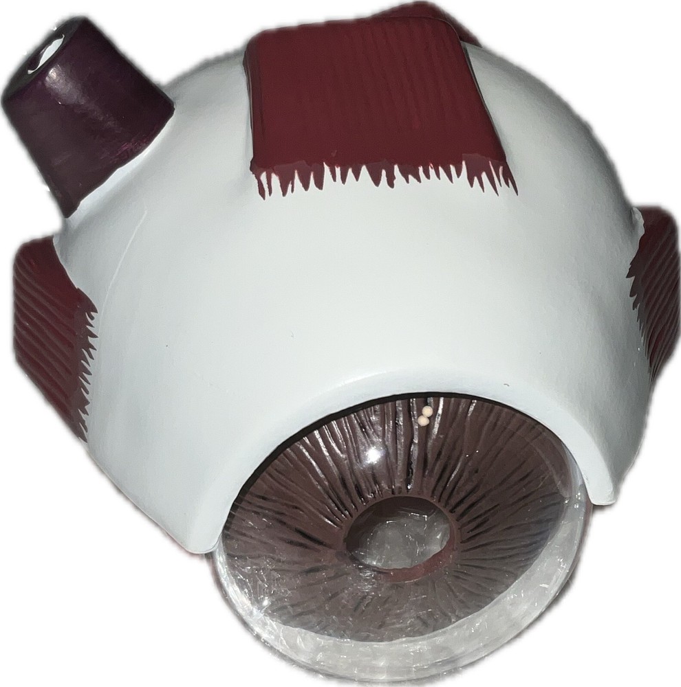 Human Eye Anatomical Eyeball Model W/Display Base