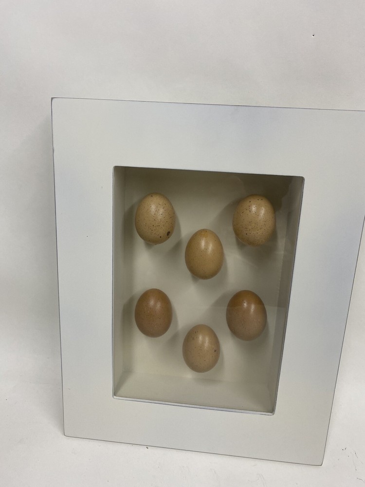 TWO Egg Shadow Boxes Made from 18 Real Hen Eggs