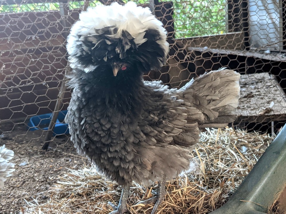 Polish Bantam Hatching Eggs 10+ Eggs