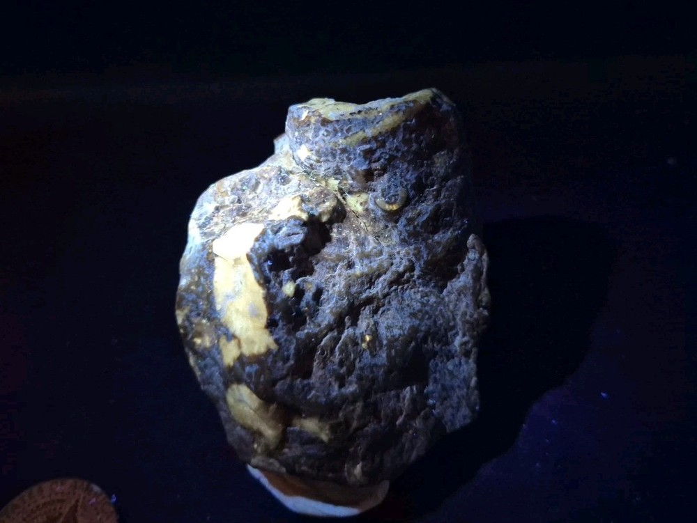 Egg Fossil Reptile 🦎 Permineralized
