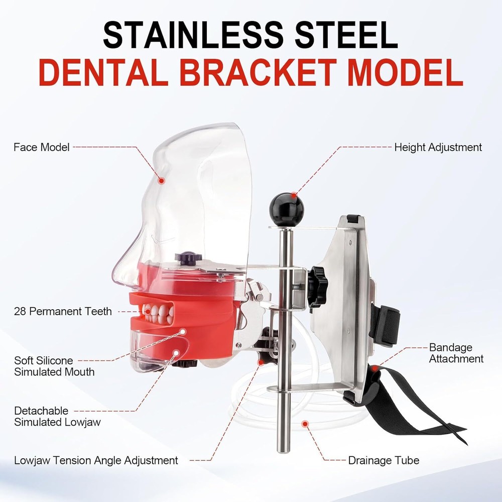 Dental Simulator Mannequin Head Teeth Model Teaching Practicing Head Mold Desk