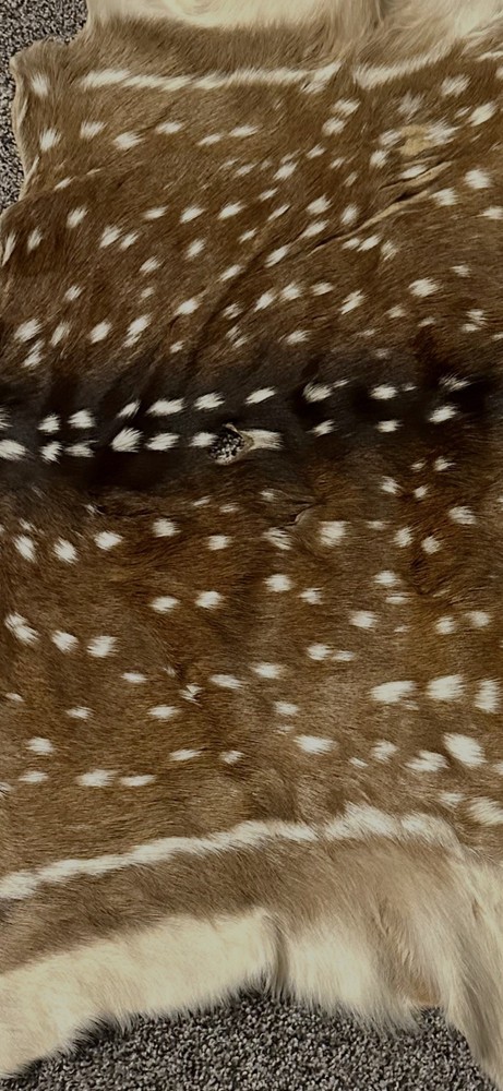Beautiful Axis Deer Hide 50x37