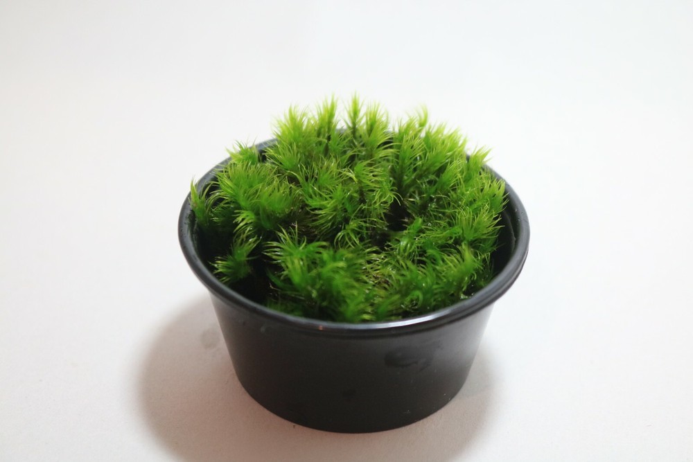 Bryophyta (thread moss)