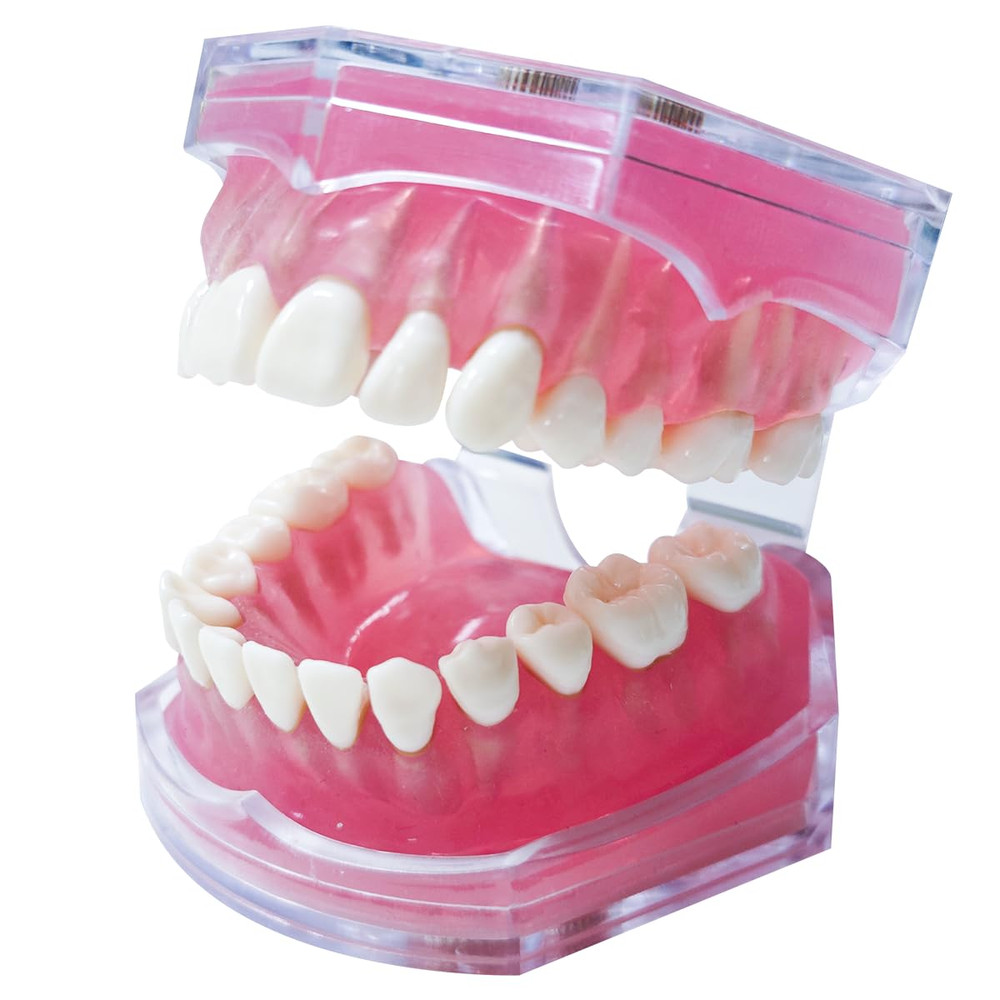 Removable Teeth Dental Model for Education and Professional Demonstration