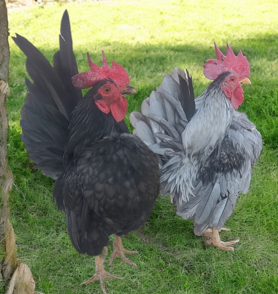 6+ Serama Hatching Eggs. Smooth and frizzle