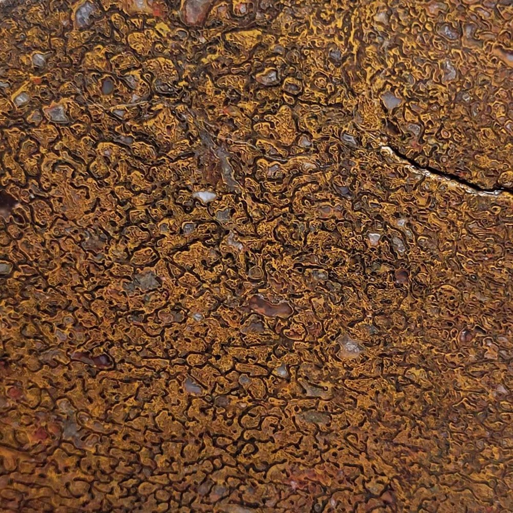 Fossil Gem Dinosaur Bone Slab!  Gem Dino Bone Slab!