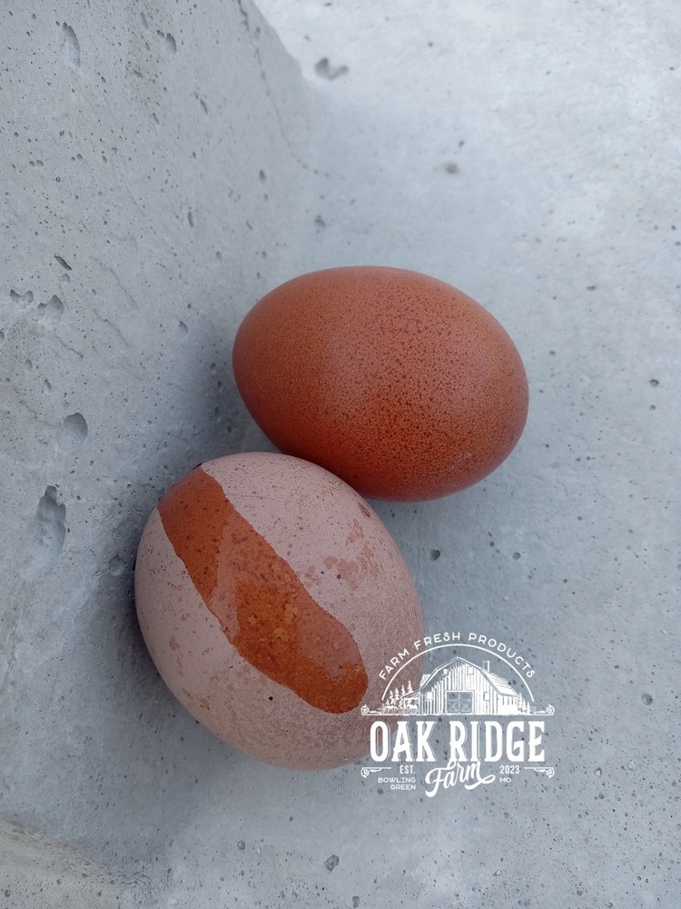 6+ BBS MARANS FERTILE EGGS blue and splash flock
