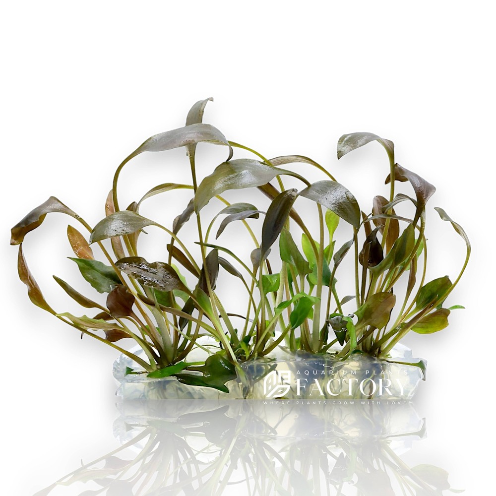 Cryptocoryne Undulata Broad Leaf Vitro Culture