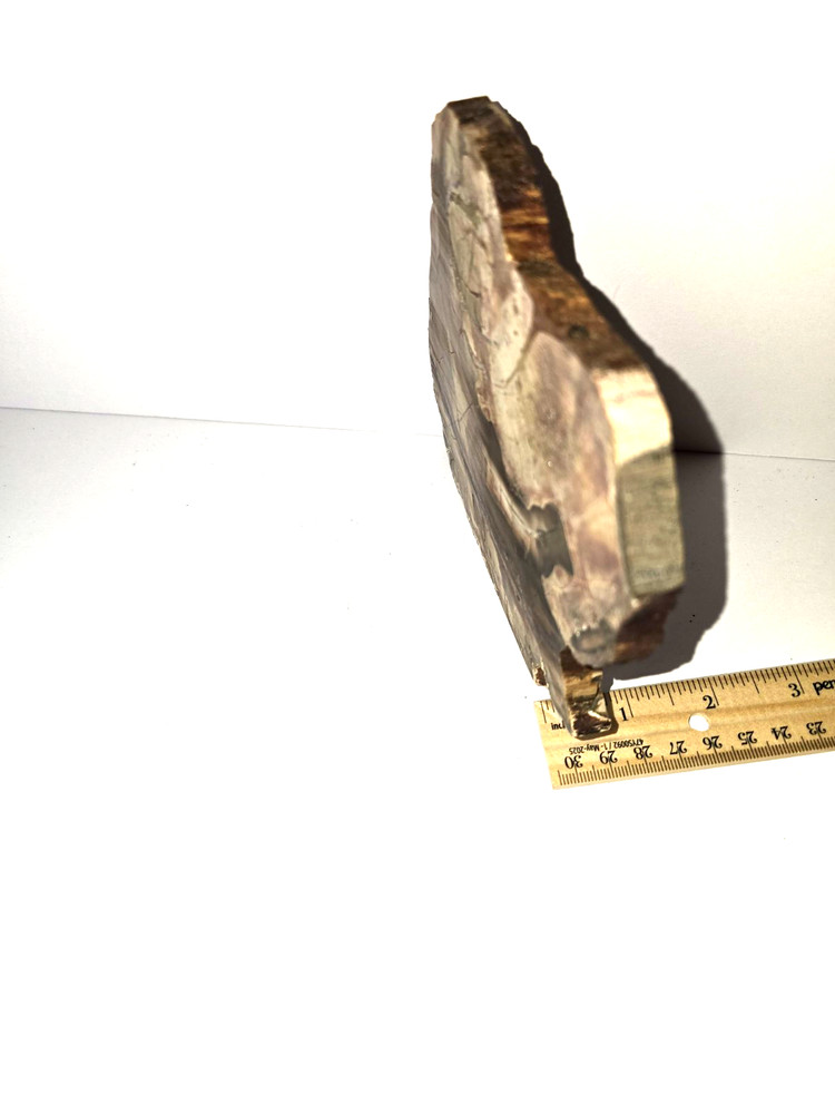 Petrified Wood Polished slab
