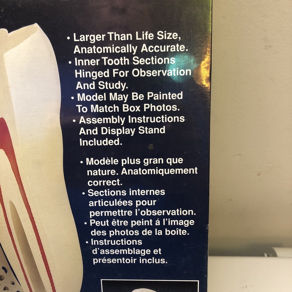 Lindberg science kit The Human Tooth model kit