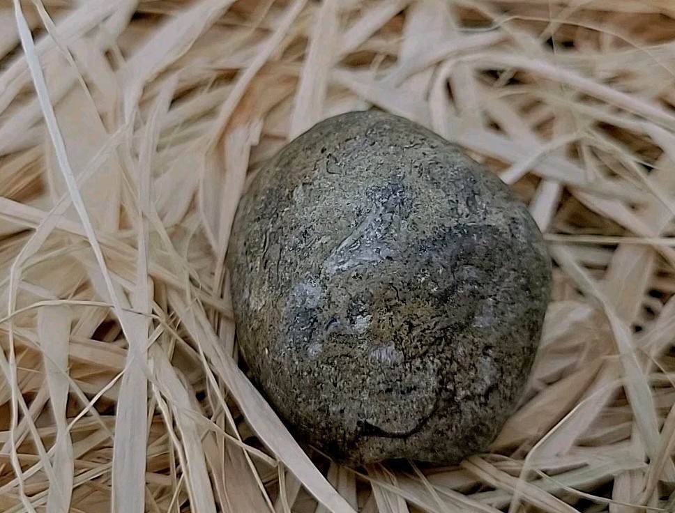 Real Dinosaur Egg Fossil Uv Reactive Permineralization fossil