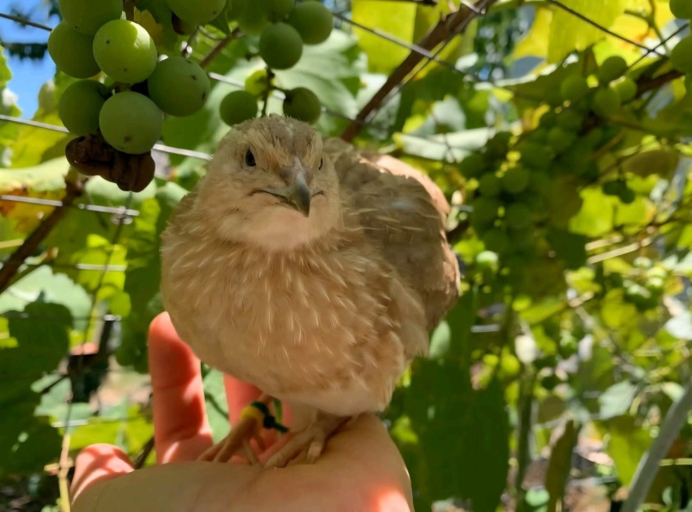 30 Celadon Blue Coturnix Quail Hatching Eggs - 100% BLUE