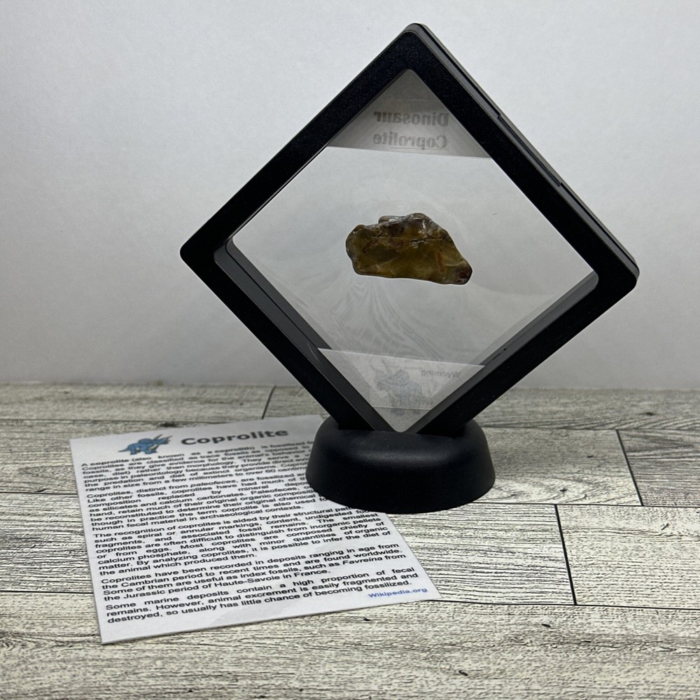 Dinosaur Coprolite (poop) Polished in Display Case
