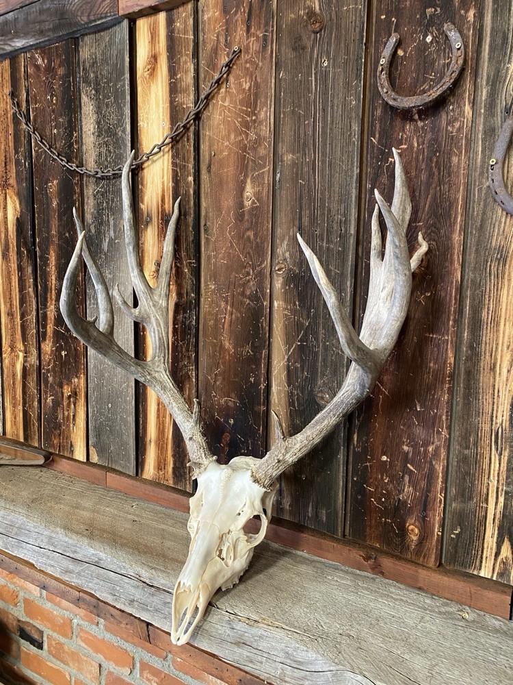 Mule Deer Rack ~ Antlers