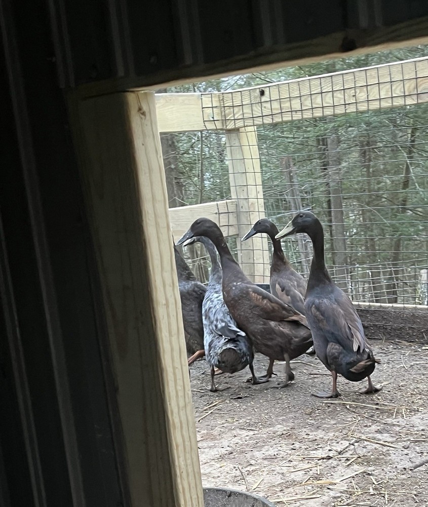 12 Chocolate and Blue Mixed Runner Duck Hatching Eggs