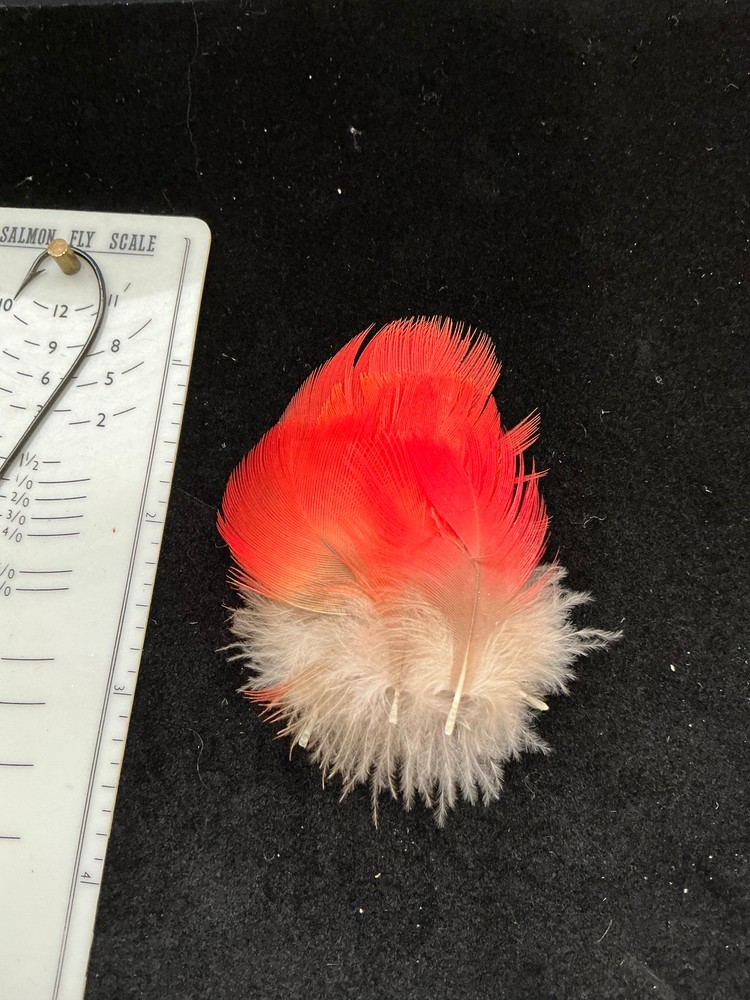 Scarlet Macaw body hackles feathers