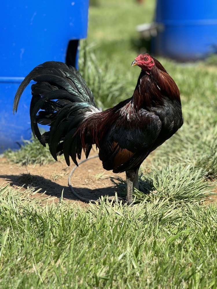 12+ Chicken Hatching Eggs