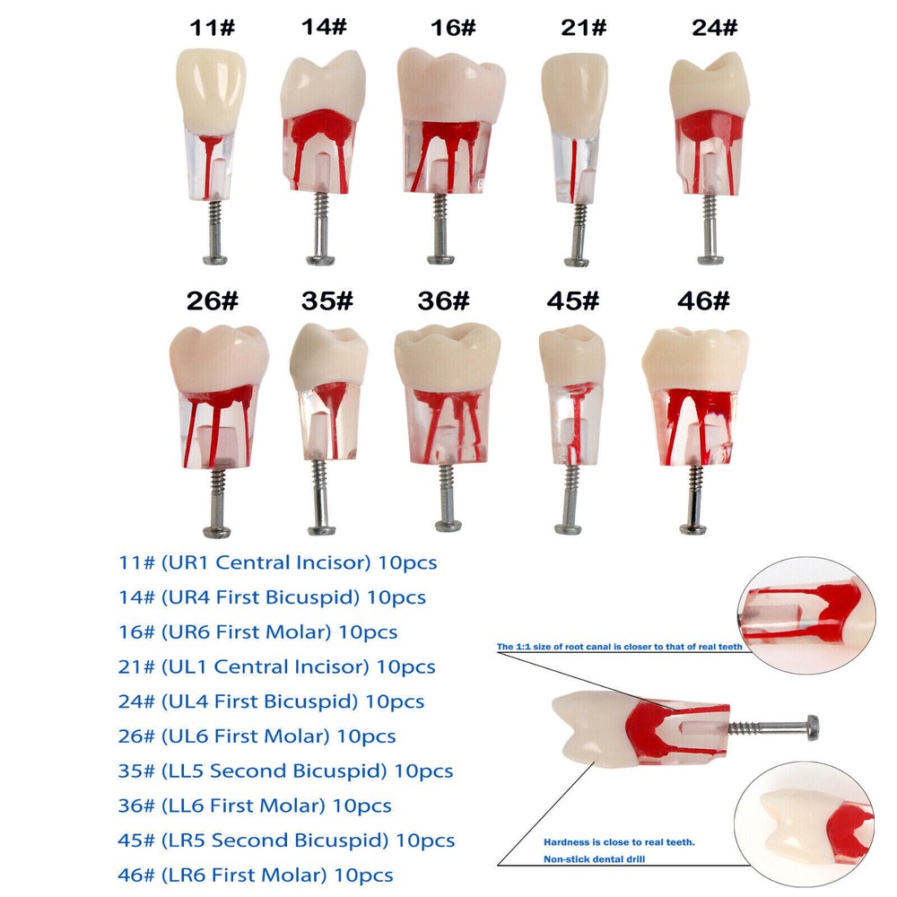 Dental High Quality Endo Root Canal Teeth Model Study RCT Typodont Model #8006