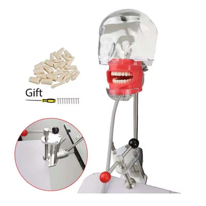 Dental Simulator Manikin Phantom Head Model w/ Bench Mount for Dentist