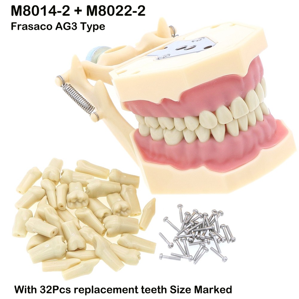 Multi Types Dental Typodont Teeth Model Implant Pathological Perio Practice Demo