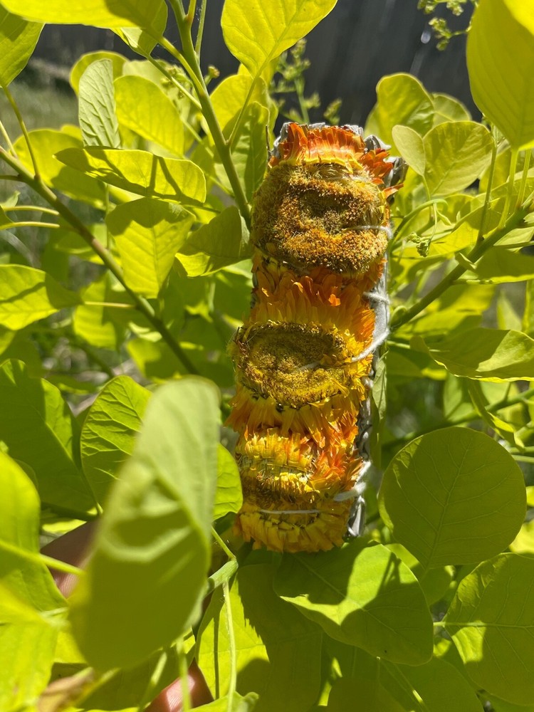 Yellow Sunflower Sage