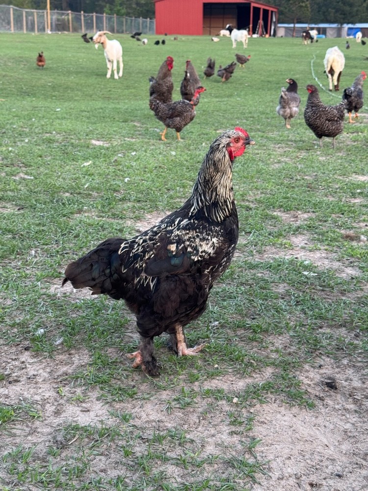 12 Mix Hatching Eggs (Rare Breeds)