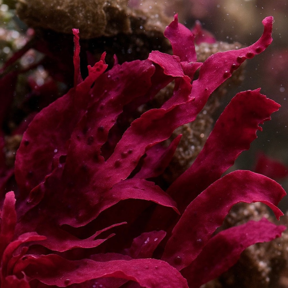 Red Plastic Macroalgae