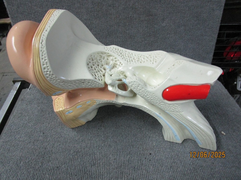 Denoyer Geppert Medical Ear Display