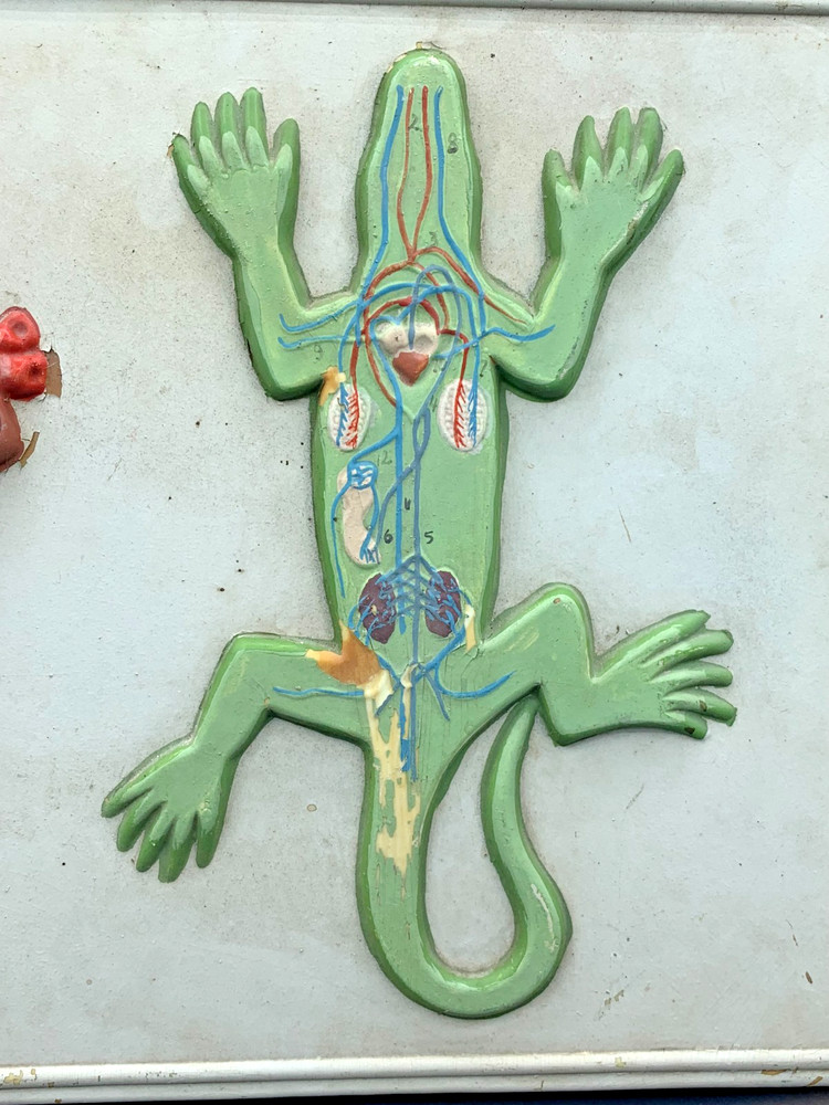 School Lab Educational Anatomical Model Plaque Lizard Circulatory System c.1960s