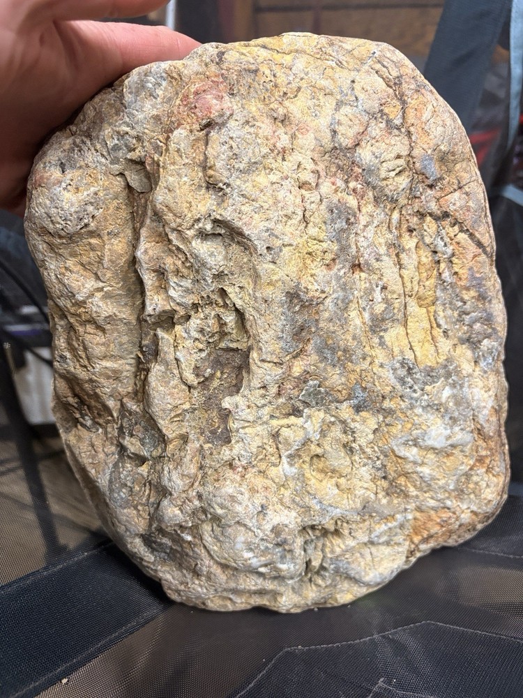 Crystallized Petrified Wood